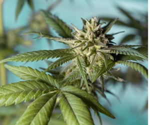 le cannabis est il une drogue
