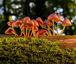 champignon hallucinogène