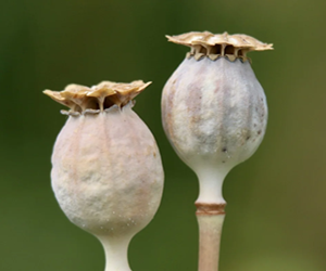 guerre de l'opium en chine